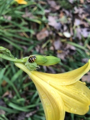 Harmonia axyridis