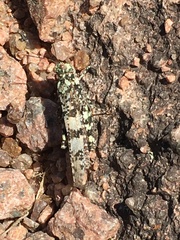 Trimerotropis saxatilis