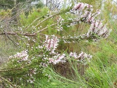 Erica perspicua perspicua