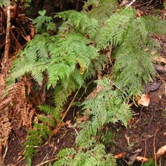 Leptolepia novae-zelandiae