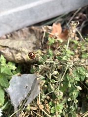 Harmonia axyridis