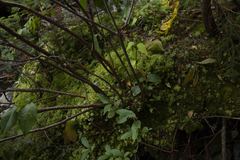 Viburnum cassinoides