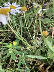 Tripleurospermum inodorum