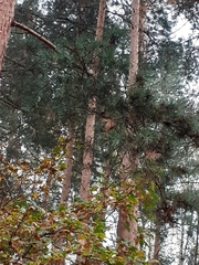 Pinus sylvestris