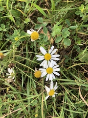 Tripleurospermum inodorum