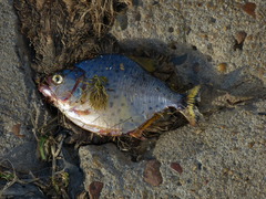 Serrasalmus maculatus