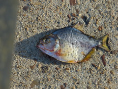 Serrasalmus maculatus