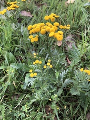 Tanacetum vulgare