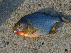 Serrasalmus maculatus