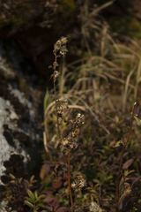 Solidago leiocarpa