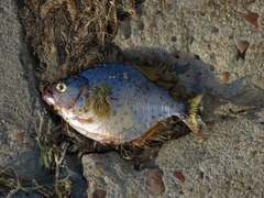 Serrasalmus maculatus