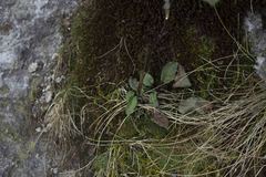 Solidago leiocarpa