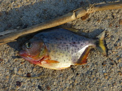 Serrasalmus maculatus