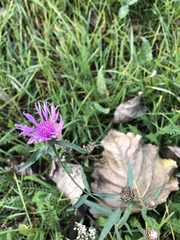 Centaurea jacea