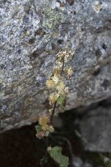 Solidago leiocarpa