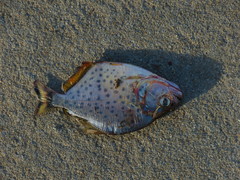 Serrasalmus maculatus