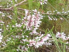 Erica perspicua perspicua