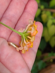 Lantana camara image