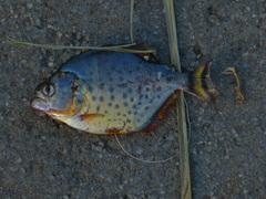 Serrasalmus maculatus