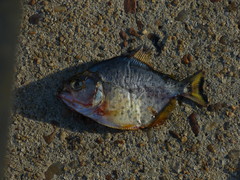 Serrasalmus maculatus