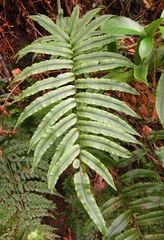 Blechnum procerum