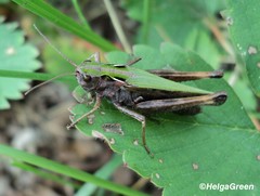 Omocestus