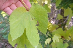 Humulus lupulus