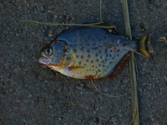 Serrasalmus maculatus