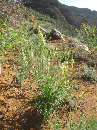 Image of Hebenstretia integrifolia by (c) Caroline Voget, some rights reserved (CC BY)