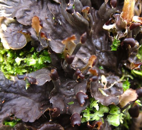 Peltigera dolichorhiza image