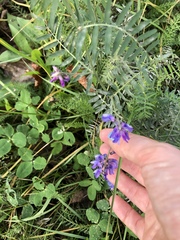 Vicia cracca
