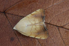 Xanthodes albago