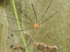 Leiobunum politum