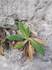 Cirsium vulgare