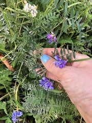 Vicia cracca