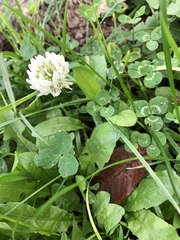 Trifolium repens