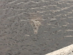 Crocodylus acutus