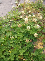 Trifolium repens