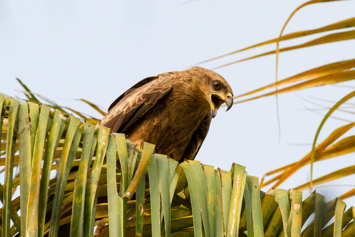 Black Kite