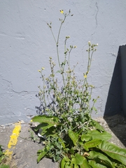 Sonchus oleraceus