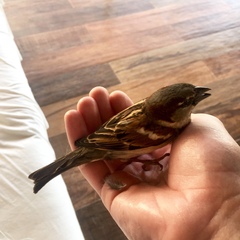 Passer domesticus