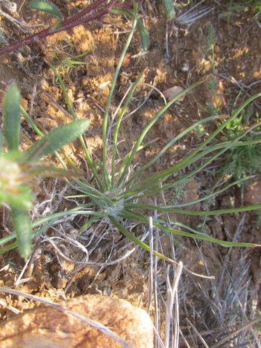 Image of Plantago capillaris by (c) Caroline Voget, some rights reserved (CC BY)