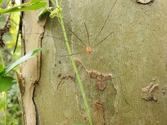 Leiobunum politum