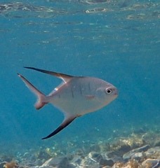 Trachinotus goodei