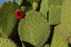 Opuntia chavena