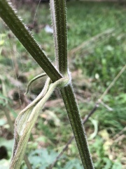 Heracleum sphondylium sibiricum