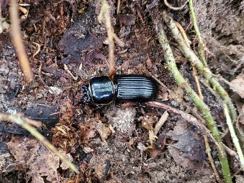 Bess beetle