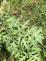 Heracleum sphondylium sibiricum
