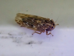 Deltocephalini