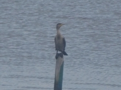 Nannopterum brasilianum